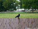 American Crow