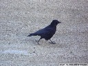 American Crow
