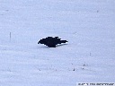 American Crow