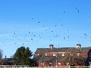 American Crow