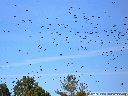 American Crow