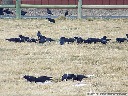 American Crow