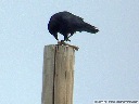 American Crow