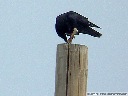 American Crow