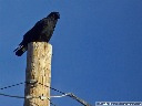 American Crow