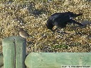 American Crow