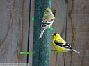 American Goldfinch