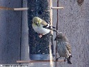 American Goldfinch