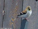 American Goldfinch