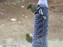 American Goldfinch