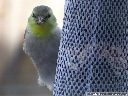 American Goldfinch