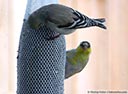 American Goldfinch