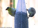 American Goldfinch