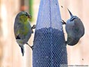 American Goldfinch