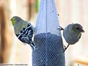 American Goldfinch