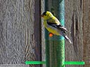 American Goldfinch