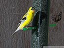 American Goldfinch
