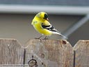 American Goldfinch