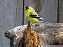 American Goldfinch