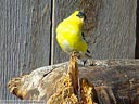 American Goldfinch