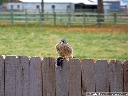 American Kestrel