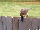 American Kestrel
