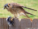 American Kestrel