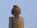 American Kestrel