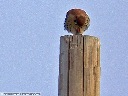 American Kestrel