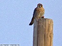 American Kestrel