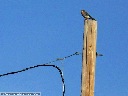 American Kestrel