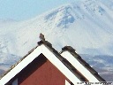 American Kestrel