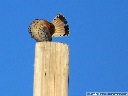 American Kestrel