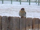 American Kestrel