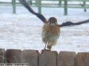 American Kestrel