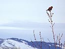 American Kestrel