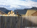 American Robin