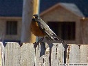 American Robin