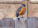 American Robin