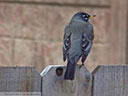 American Robin