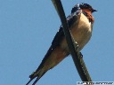 Barn Swallow