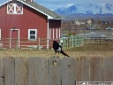 Black-billed Magpie