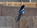 Black-Billed Magpie