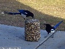 Black-billed Magpie