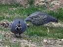 California Quail
