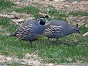 California Quail