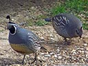 California Quail