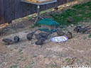 California Quail