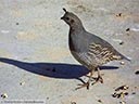 California Quail