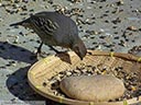California Quail